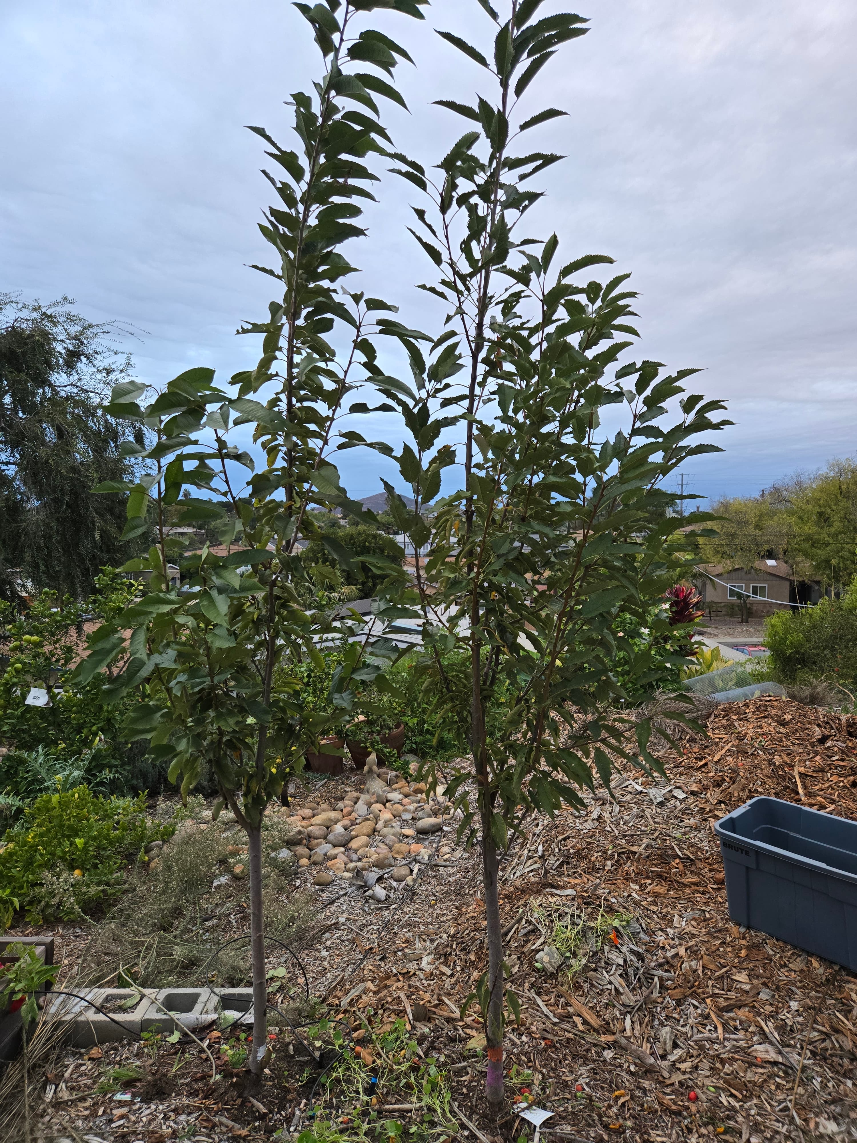 cherry trees in November 2025