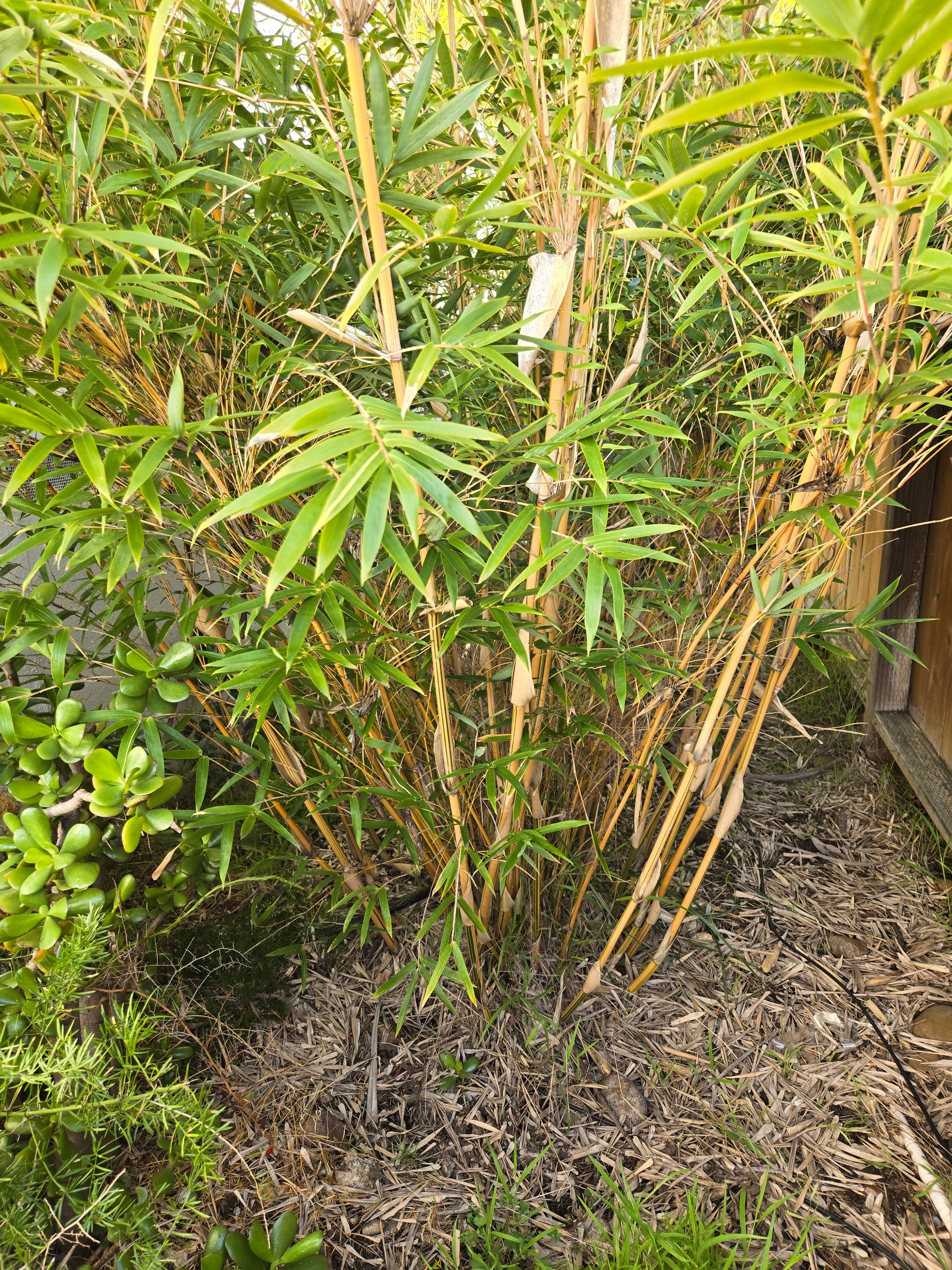 image of Alphone Karr