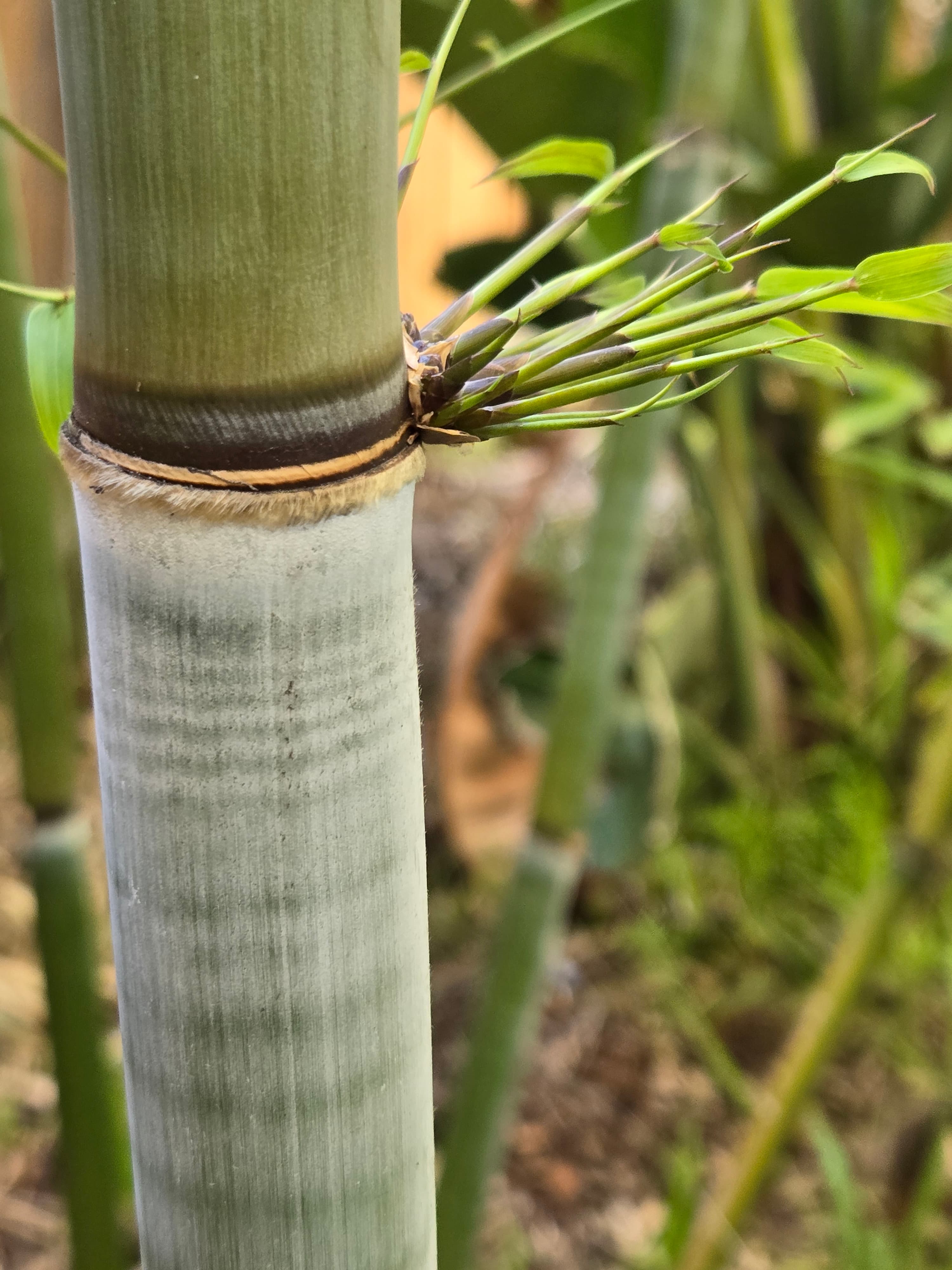 image of Bambusa bhungii 'Barbelletta'