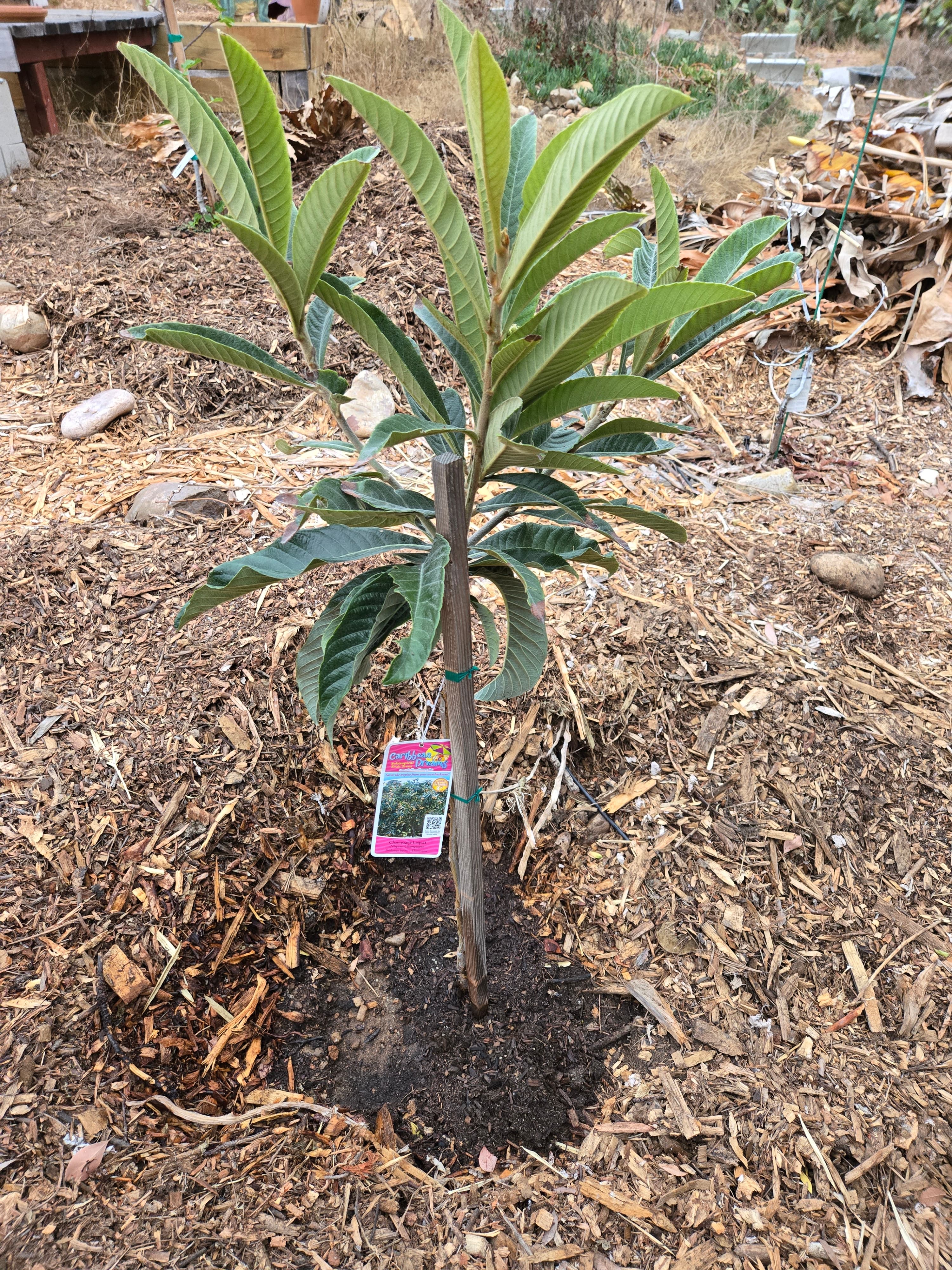 Champagne Loquat in October 2024